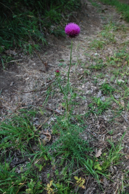 Carduus nutans
